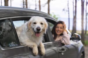 ¿Cómo puedes llevar a tu mascota en el coche?